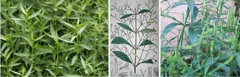 Andrographis paniculata, King of Bitters Herb, Infused tincture