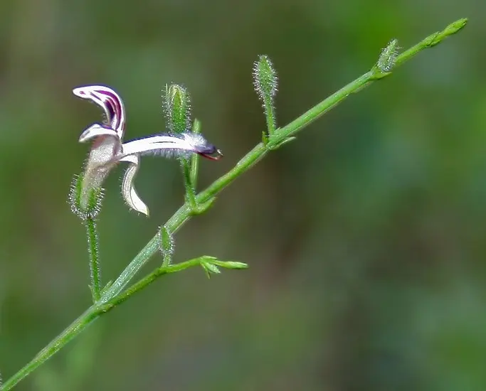 Andrographis Tincture (Andrographis paniculata)
