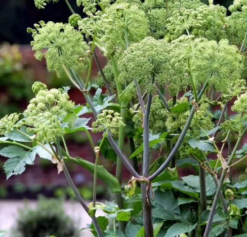 Angelica archangelica, Angelica root, Organic infused tincture