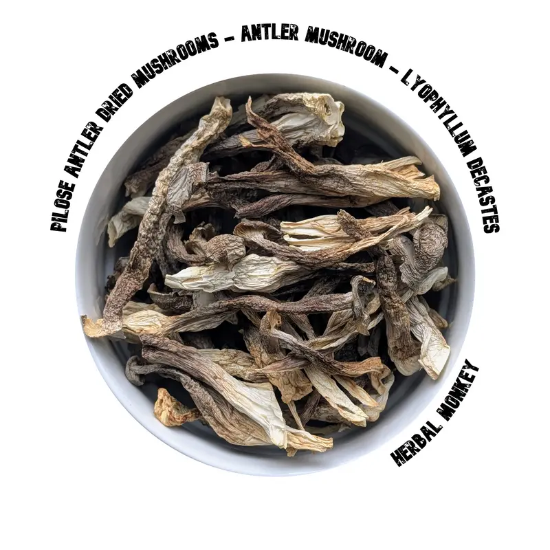 Antler Pilose Dried Mushrooms | Premium Botanical