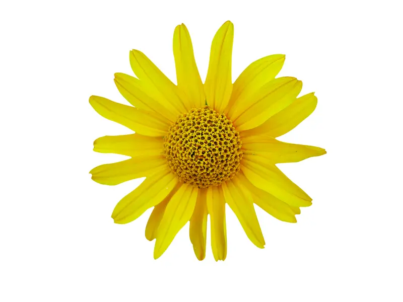 Arnica CO2 (Arnica Montana)