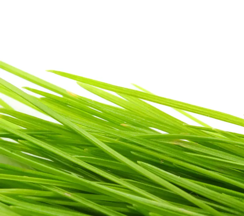 Barley Grass Powder (Hordeum vulgare)