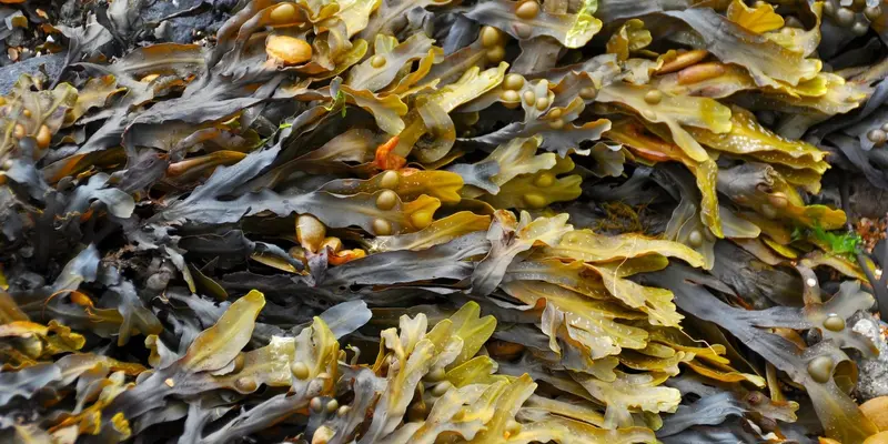 Bladderwrack Sea weed, Organic