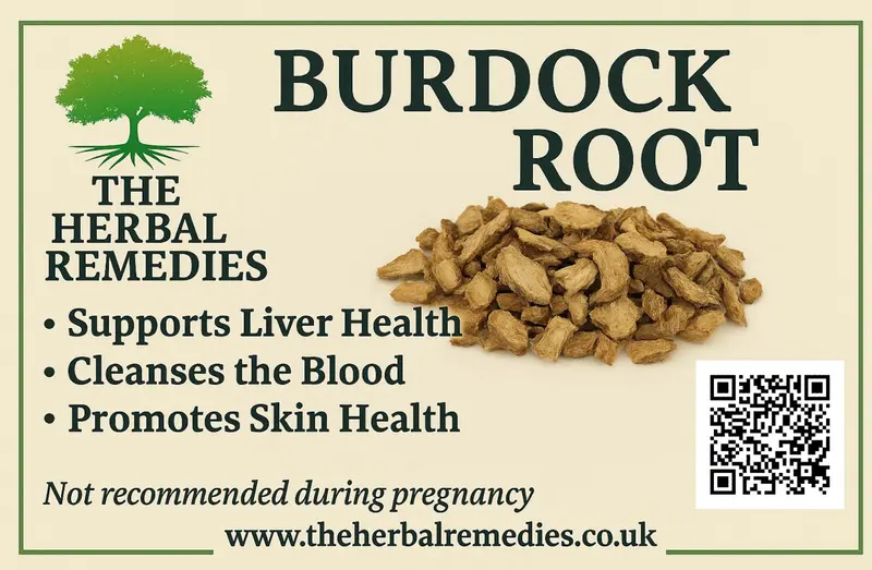 Burdock Root (Arctium lappa) – Natural Detox, Skin & Digestive Support