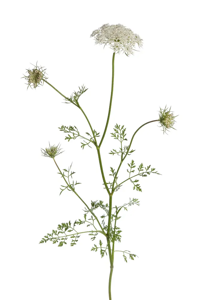 Carrot Seed 'Carotol' (Daucus carota ssp Maximus)