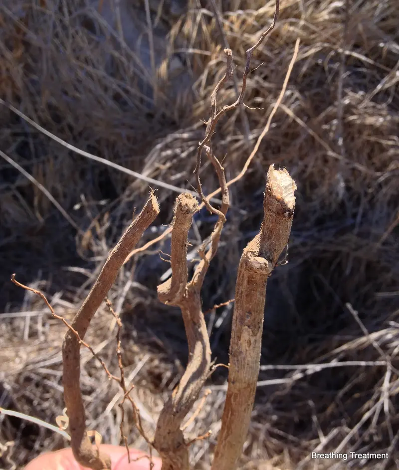 Castor Root Bark (Ricinus communis) dried 100% Pure