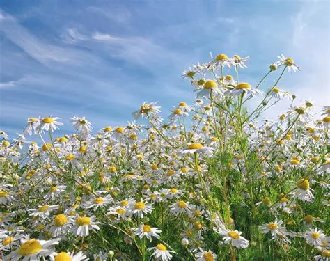 Chamomile, dried herb, Organic