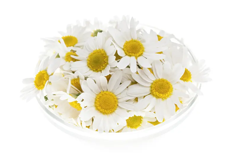 Chamomile Roman (Anthemis nobilis) Artisan