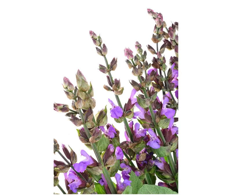 Clary Sage (Salvia sclarea)