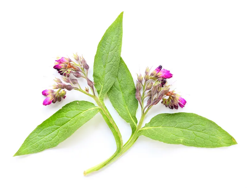 Comfrey Leaf Dried Herb (Symphytum officinale)
