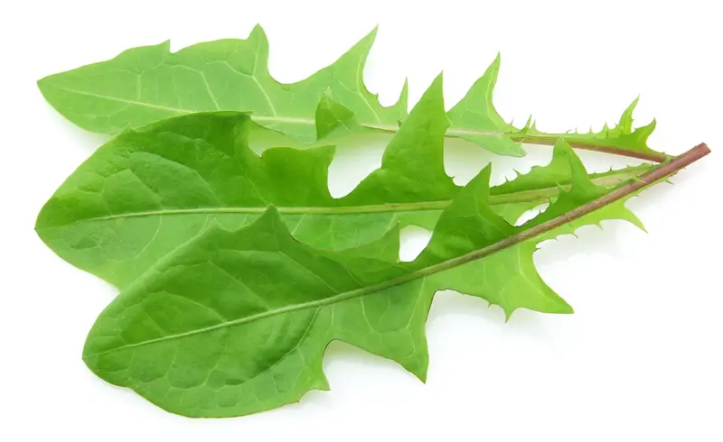 Dandelion Leaf Powder (Taraxacum officinale)
