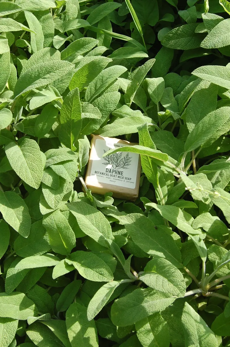 Daphne Goats Milk Soap | Bay Laurel & Sage
