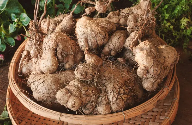 Dioscorea Villosa, Wild Yam Root, Infused tincture