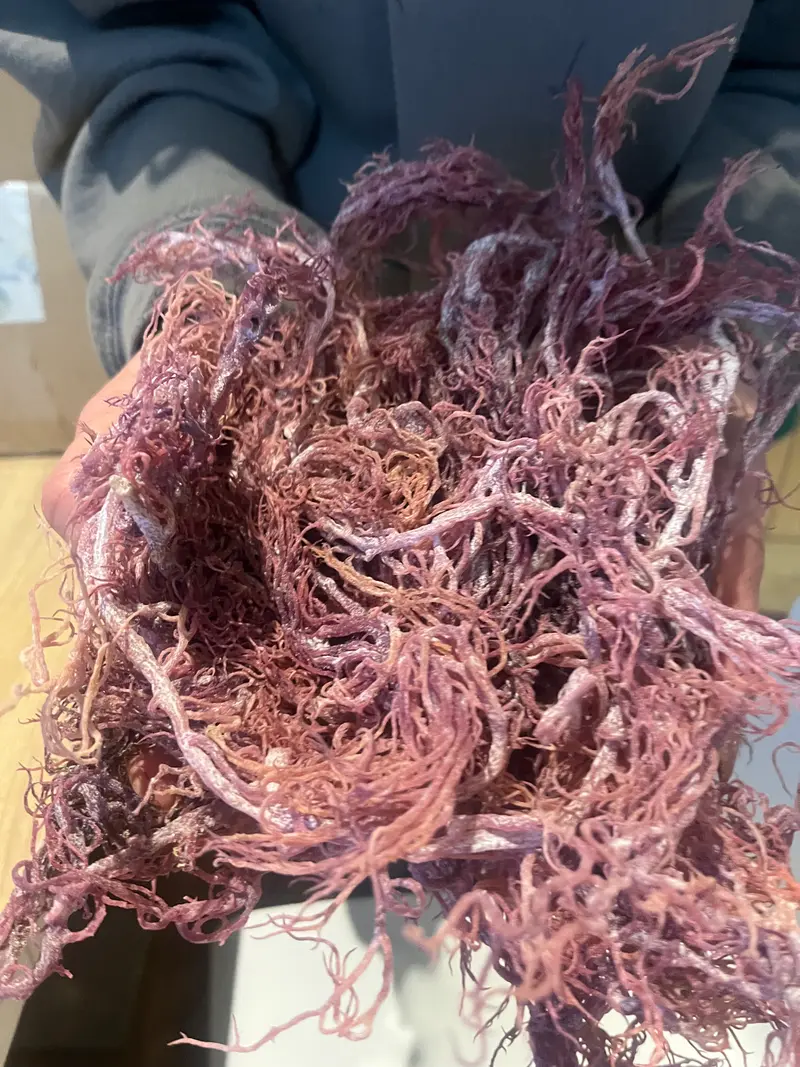 Dried Purple Seamoss (Jamaican)