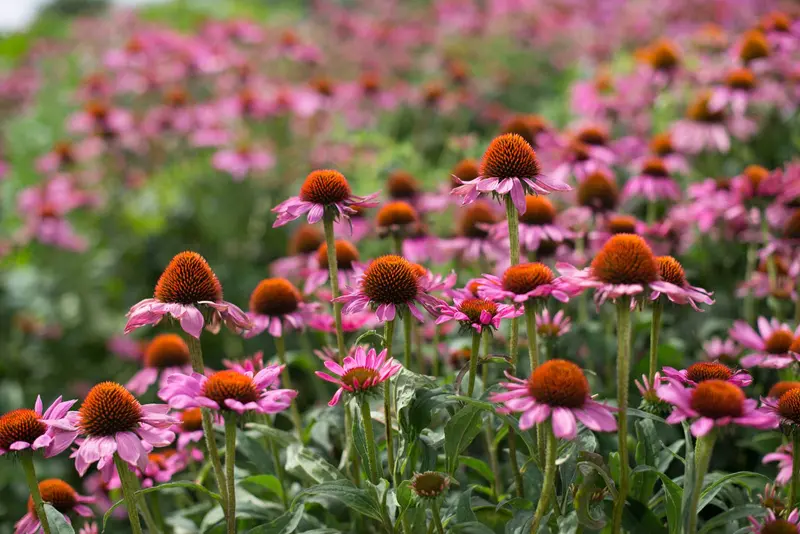 Echinacea and Elderberry Syrup 100ml