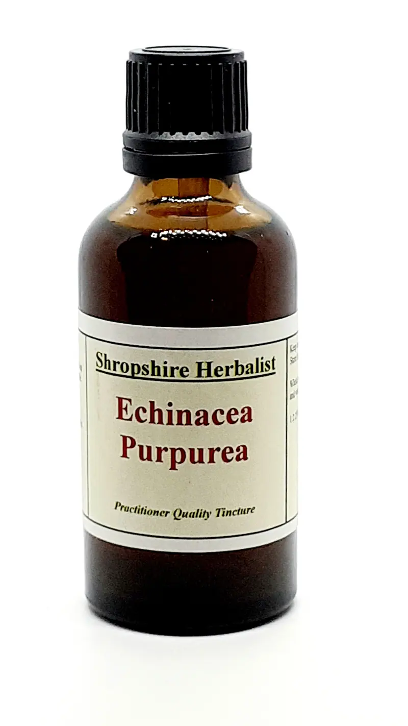 Echinacea purpurea