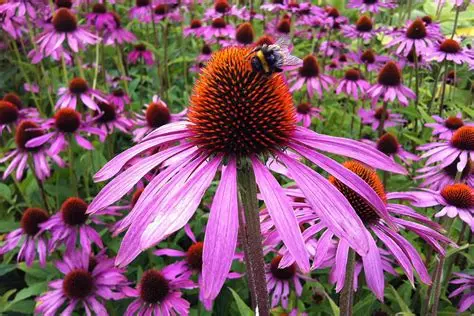 Echinacea purpurea