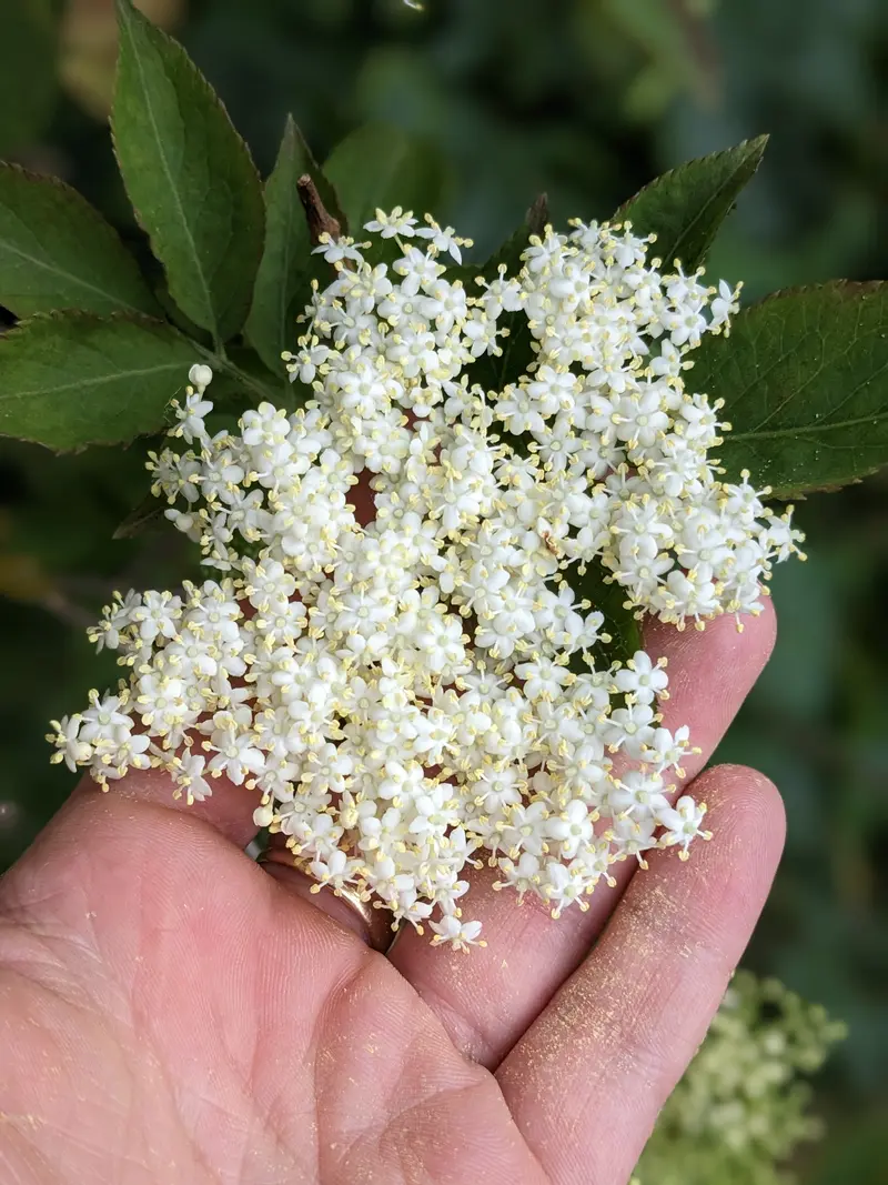 Foraging Walk Gift Voucher