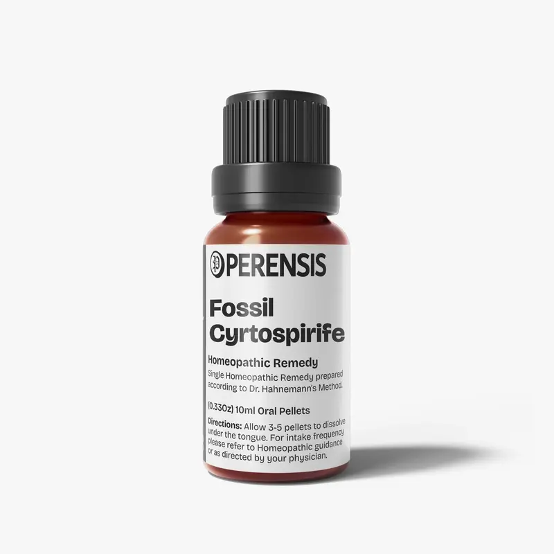 Fossil Cyrtospirifer