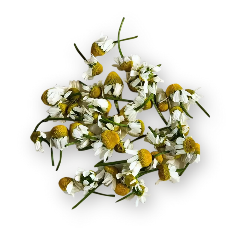 German Chamomile flower tea - Organic Dried Herb
