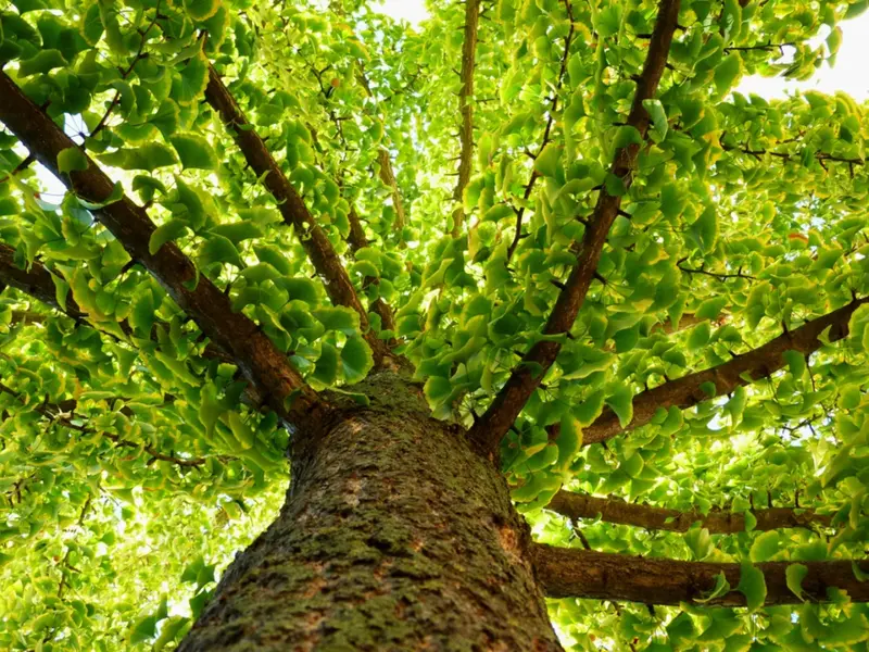 Ginkgo Biloba Tincture, Grown by nature.