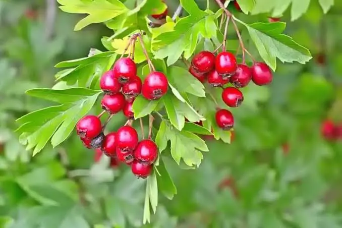 Hawthorn fruit tincture