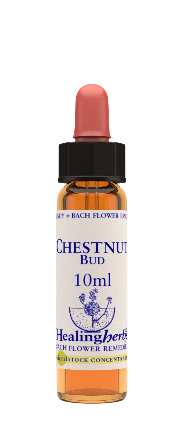 Healing Herbs Chestnut Bud Flower Remedy