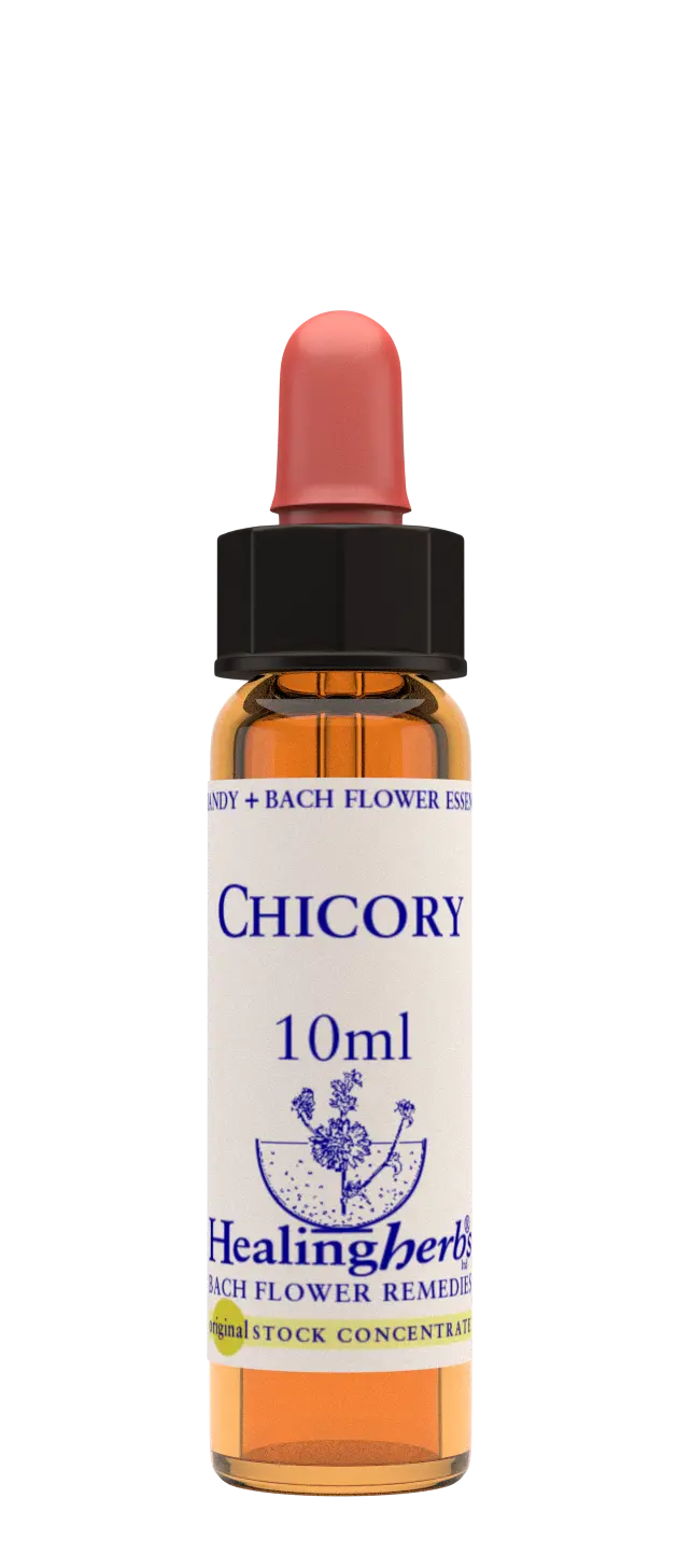Healing Herbs Chicory Flower Remedy