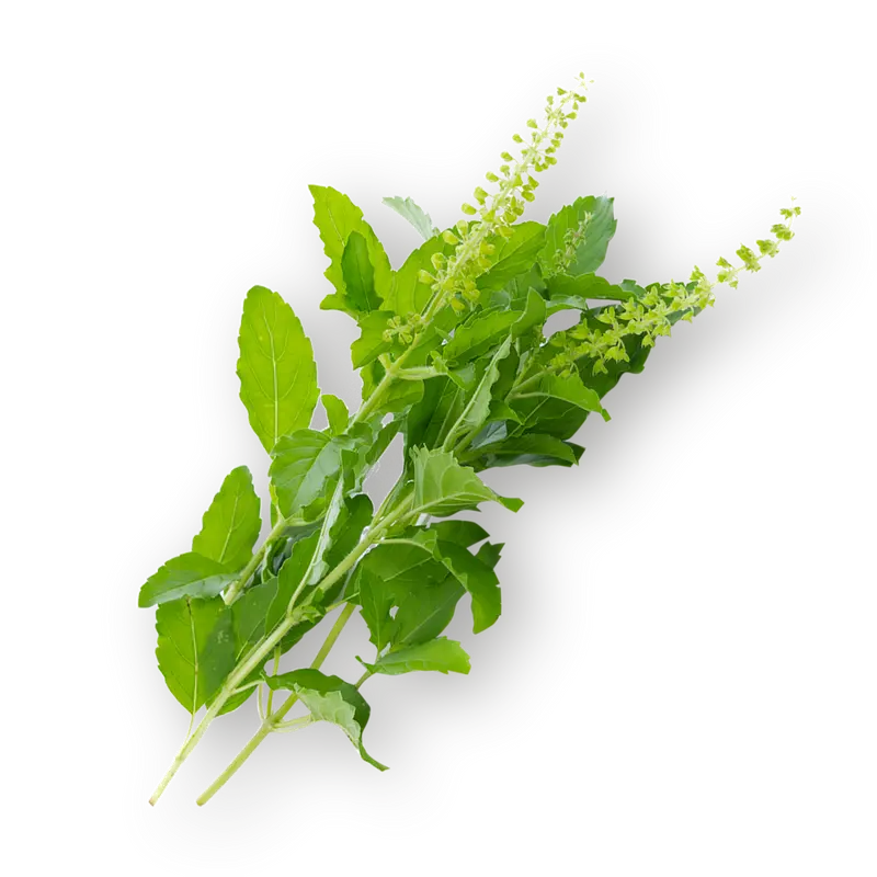 Holy Basil - Dried Herb Tea 50g