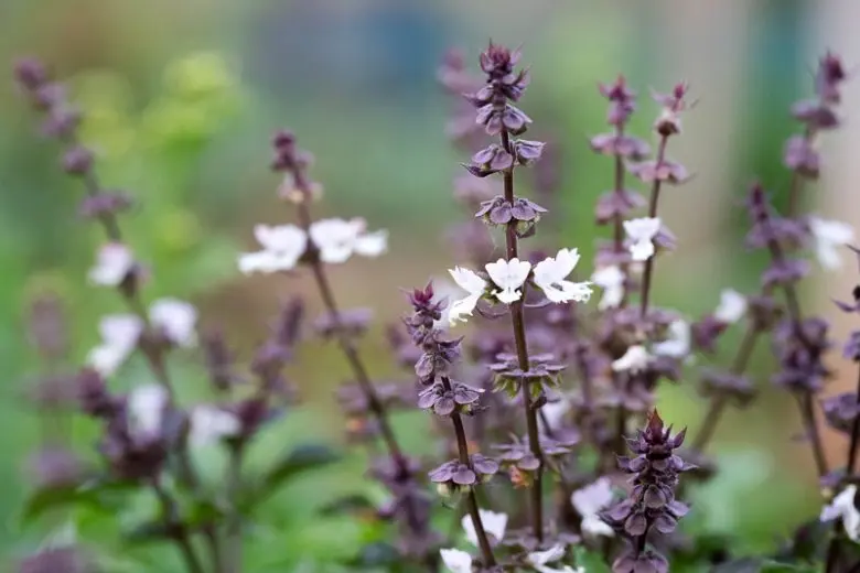 Holy Basil Tincture (Ocimum sanctum) 1