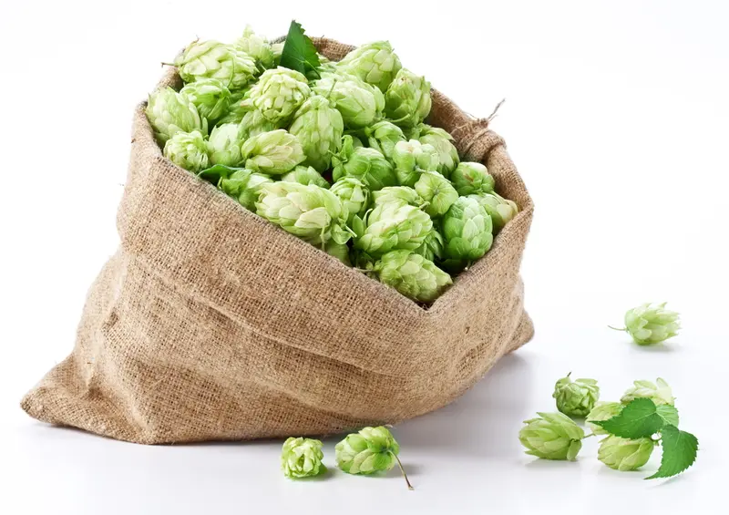 Hops (Humulus lupulus) Artisan Essential Oil