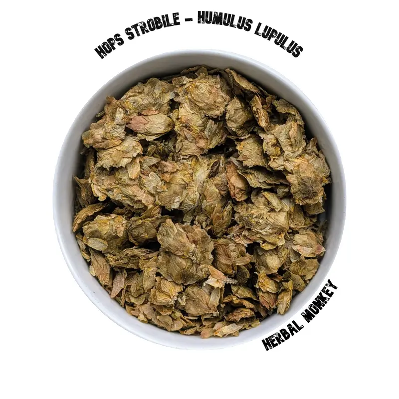 Hops Strobile | Humulus Lupulus | Premium Botanical