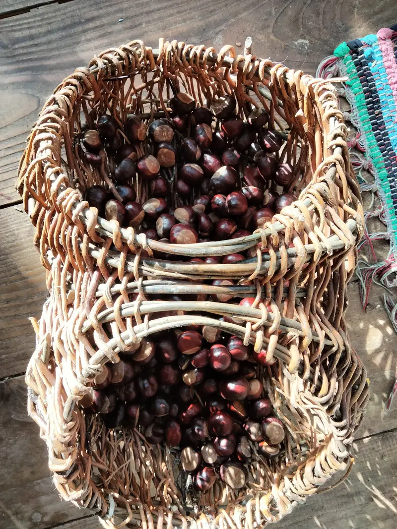 Horse chestnut (Aesculus hippocastanum) tincture, grown without chemicals