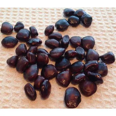 Imli Sweet Tamarind (Tamarindo) Seeds – Natural Raw Seeds