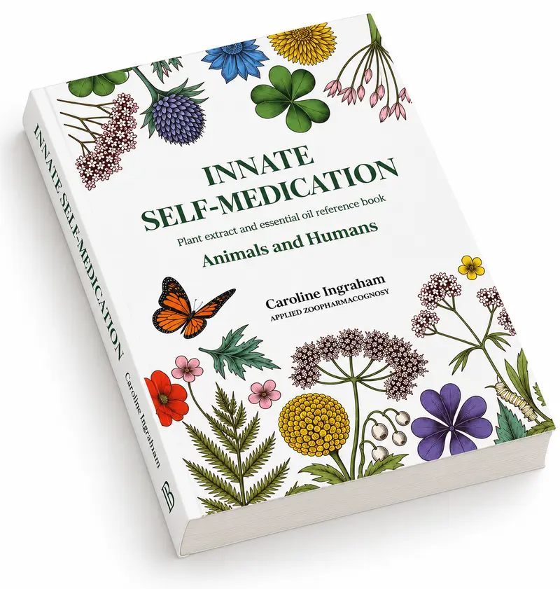 Innate Self-Medication by Caroline Ingraham - Paperback