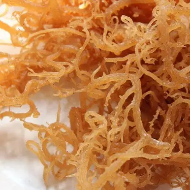 Irish Sea Moss (Chondrus crispus) |