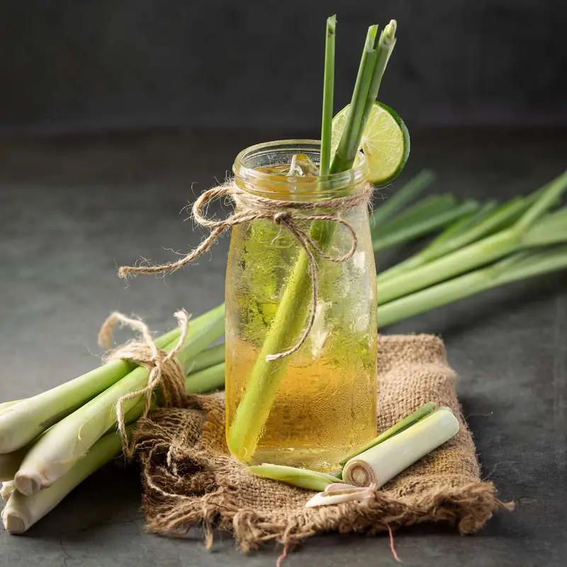 Jamaican Lemongrass (Fever Grass)