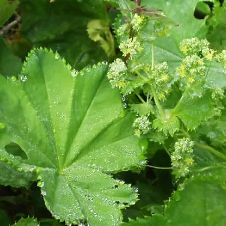 Lady’s Mantle Tincture
