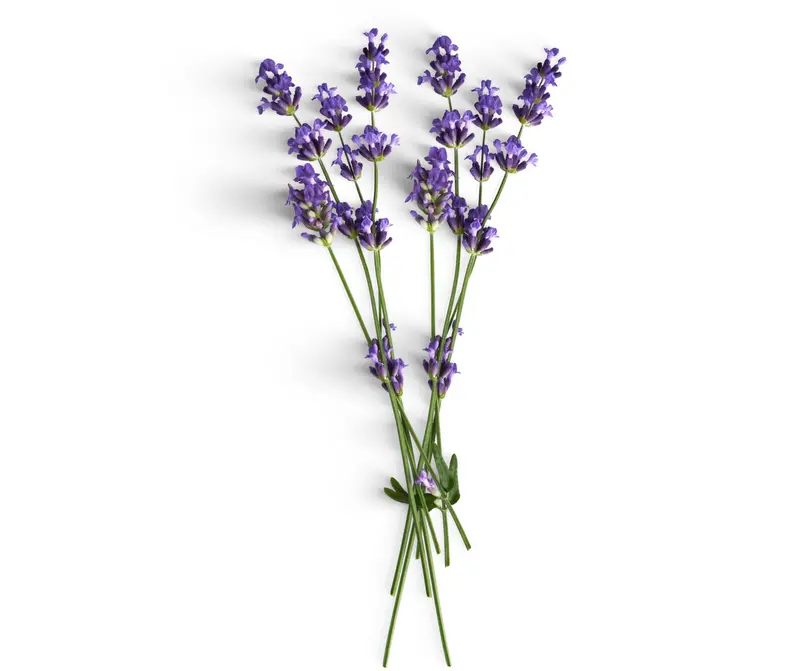 Lavender High Altitude (Lavendula angustifolia)