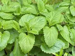 Lemon Balm Herbal Extract (Tincture)