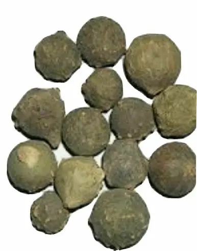 Majuphal, oak gall, majoophal manjakani - QUERCUS INFECTORIA
