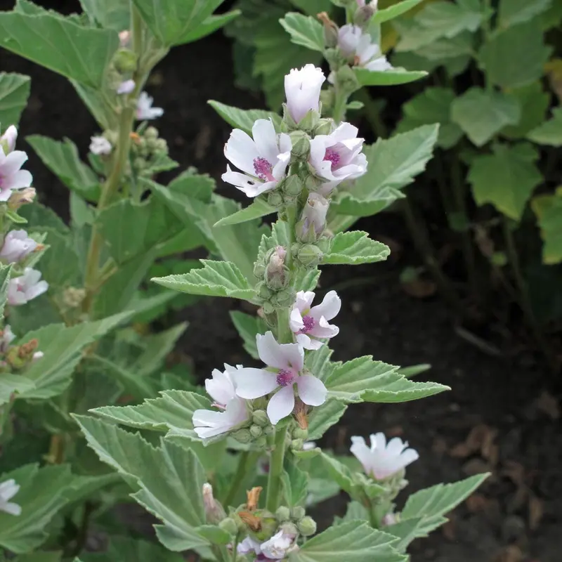 Marshmallow Root Tincture (Althaea officinalis radix) 250ml
