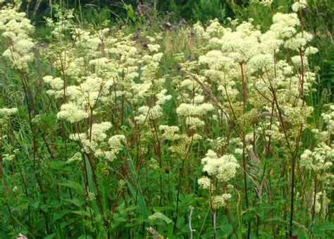 Meadow sweet, Organic Filipendula ulmaria