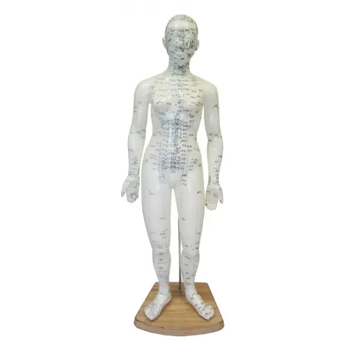 Meridian Acupuncture Models (F) 50cm