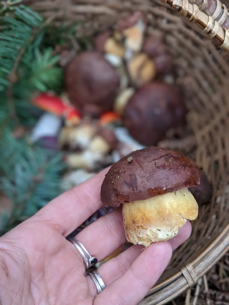 Mushroom Walk 26th October - Bishop's Stortford