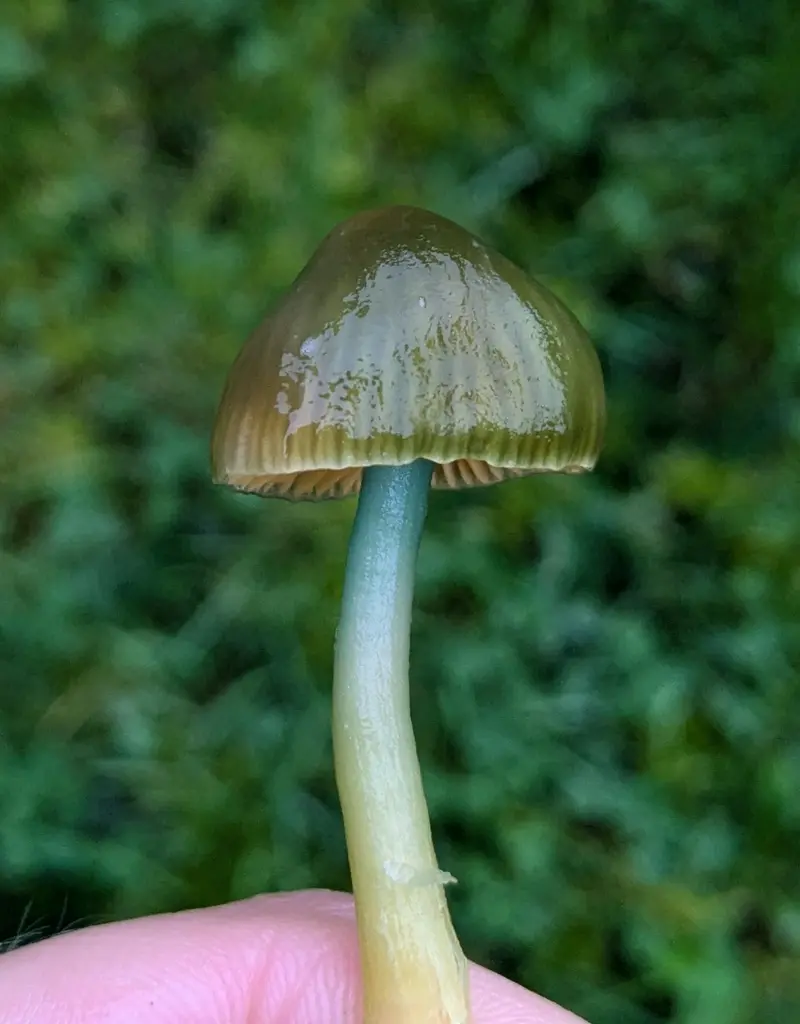 Mushroom Walk 2nd November - Bishop's Stortford