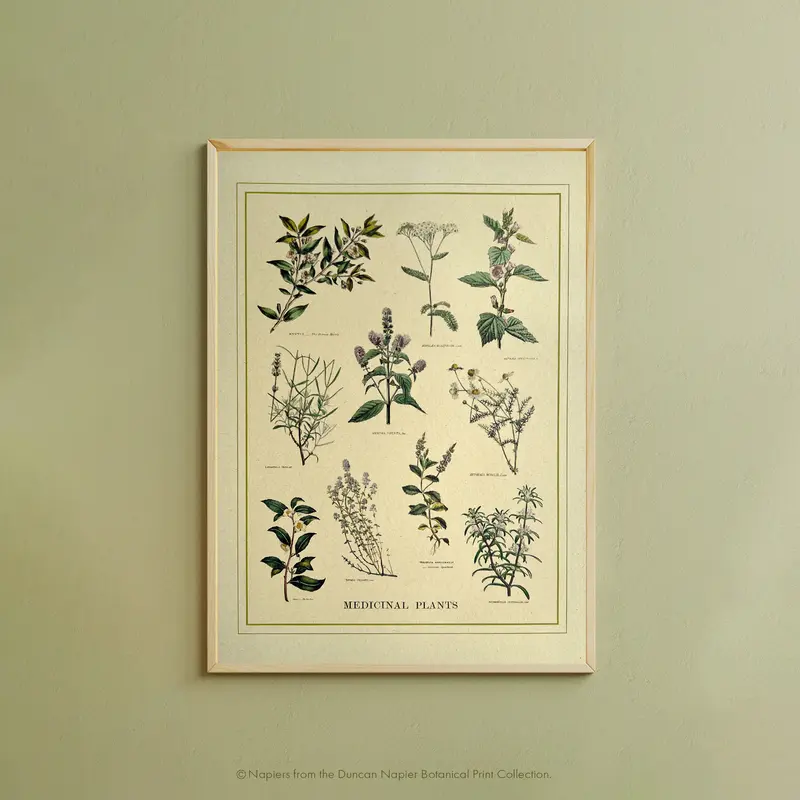 Napiers Botanical Prints