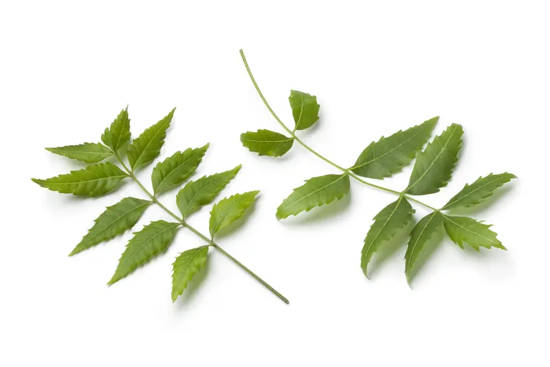 Neem Oil (Azadirachta indica)