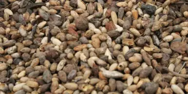NEEM seeds, – NIMBOLI – MAGAJ NEEM – NEEM GIRI, AZADIRACHTA INDICA 50g