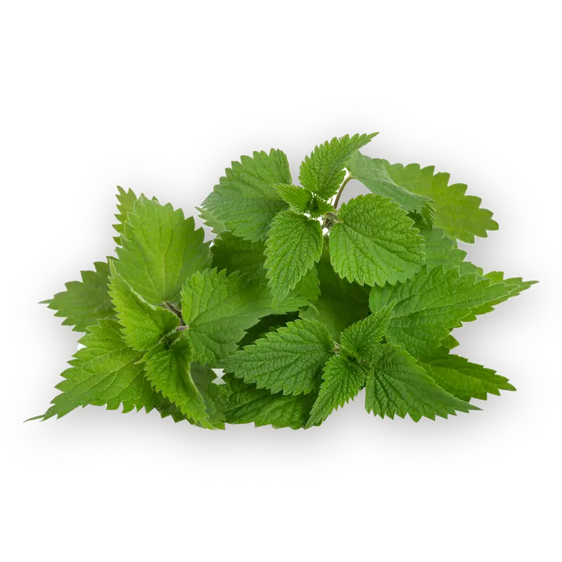 Nettle leaf tea - Dried Herb Organic